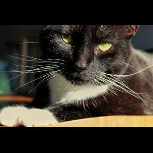 Meet your Posher, Madi